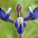 Lupinus Bicolor Dove Annual Miniature Pigmy-Leaved Lupine 20 Seeds