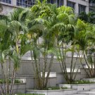 Dypsis Lutescens Areca Butterfly Golden Cane Madagascar Palm 5 Seeds