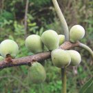 Ficus Amplissima Indian Bat Tree & Fig Pimpri Pipri Pipali 100 Seeds