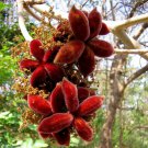 Sterculia Urens Ghost Tree Kulu Indian Tragacanth Gum Karaya 5 Seeds