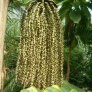 Caryota Urens Toddy Solitary Fishtail Wine Jaggery Palm 5 Seeds