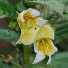 Impatiens Scabrida Jewelweed 10 Seeds