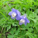 Aquilegia Flabellata Fan Columbine 10 Seeds