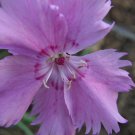 Dianthus Plumarius Sweetness 20 Seeds