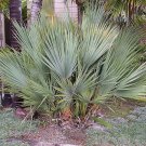 Nannorrhops Ritchiana Mazari Palm 5 Seeds