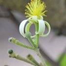 Grewia Oppositifolia 10 Seeds