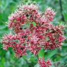 Lawsonia Inermis Egyptian Privet Henna Mignonette Tree 50 Seeds