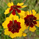 Coreopsis Tinctoria Calliopsis Tickseed 200 Seeds