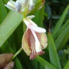Elettaria Cardamomum Cardamom 20 Seeds