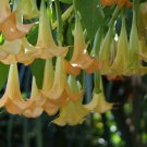 Brugmansia Suaveolens Yellow 10 Seeds