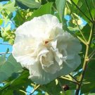 Hibiscus Mutabilis Double Confederate Cotton Rose 10 Seeds