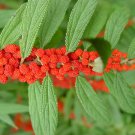Debregeasia Longifolia Orange Wild Rhea 200 Seeds
