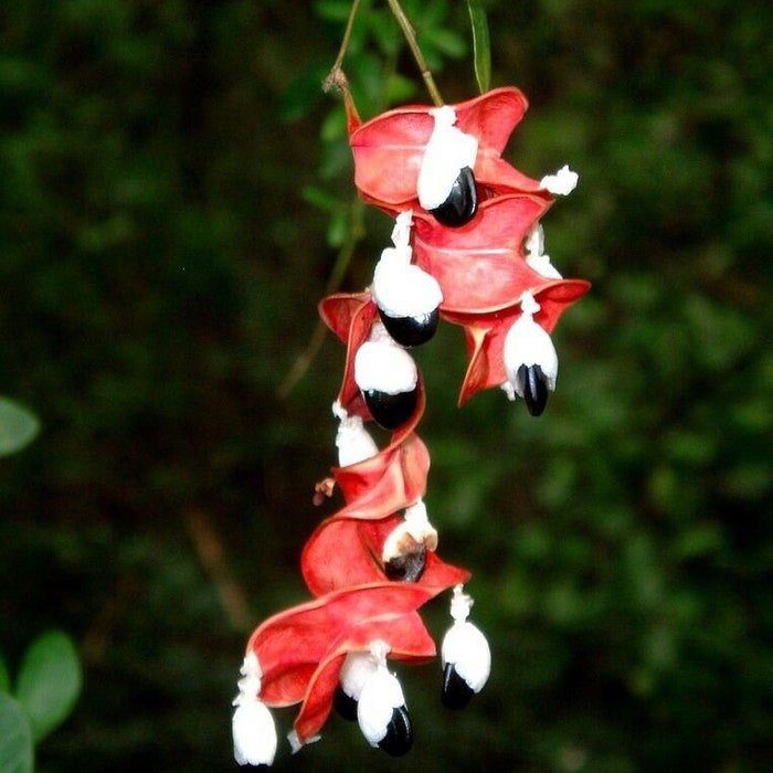 Pithecellobium Dulce Madras Thorn Manilla Tamarind Camachile 5 Seeds