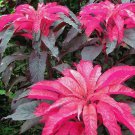 Amaranthus Tricolor Molten Fire 200 Seeds