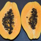 Carica Papaya Kamiya Laie Gold Golden Hawaiian Papaya 100 Seeds