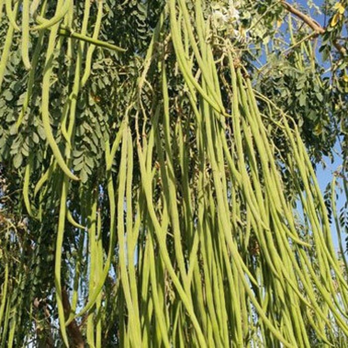 Moringa Oleifera Odc 5 Seeds
