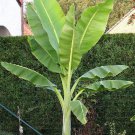 Ensete Glaucum Snow Banana 5 Seeds