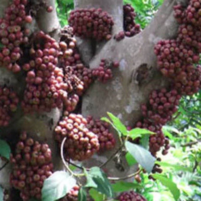 Ficus Racemosa Indian Cluster Fig Tree Goolar Gular 200 Seeds