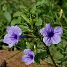 Ruellia Tuberosa Feverroot Iron Root Meadow Weed Minnieroot 20 Seeds