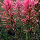 Castilleja Sessiliflora Downy Indian Paintbrush Paintedcup 20 Seeds