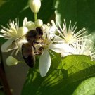 Clematis Virginiana Devils Darning Needles Virgins Bower 50 Seeds