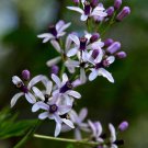 Melia Azedarach Bead Tree Chinaberry Cape Indian Persian Lilac 5 Seeds