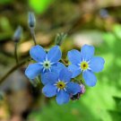Myosotis Sylvatica Woodland Forget Me Not 500 Seeds