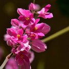 Antigonon Leptopus Chinese Love Vine 5 Seeds