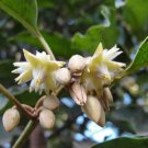Mimusops Elengi Bakul Tree Bullet Wood Spanish Cherry Red Condo 5 Seeds