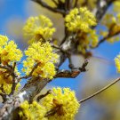Cornus Officinalis Japanese Cornel Shan Zhu Yu Asiatic Dogwood 5 Seeds