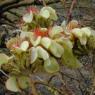 Adenanthera Pavonina False Wiliwili Red-Bead Tree 10 Seeds