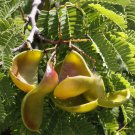 Caesalpinia Coriaria American Sumac Divi-Divi Cascalote 10 Seeds