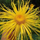 Inula Magnifica Elecampane Magnificent Giant Fleabane Showy 10 Seeds