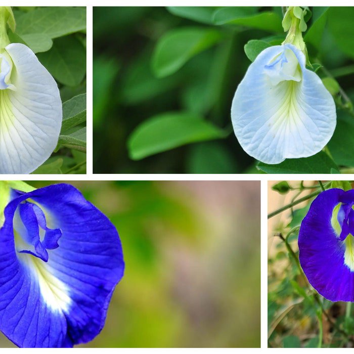 Clitoria Ternatea Single Blue And White Mix 10 Seeds
