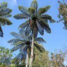 Cyathea Medullaris Black Tree Fern 1000 Spores