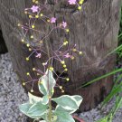 Talinum Paniculatum Jewels Opar Fame Flower 20 Seeds