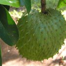 Annona Muricata Soursop Dutch Durian Guanabana 5 Seeds