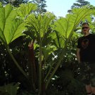Gunnera Insignis Poor Mans Parasol & Umbrella 200 Seeds