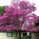 Handroanthus Impetiginosus Lavender & Pink Trumpet Tree 5 Seeds