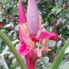 Musa Velutina Hairy Pink Banana 10 Seeds