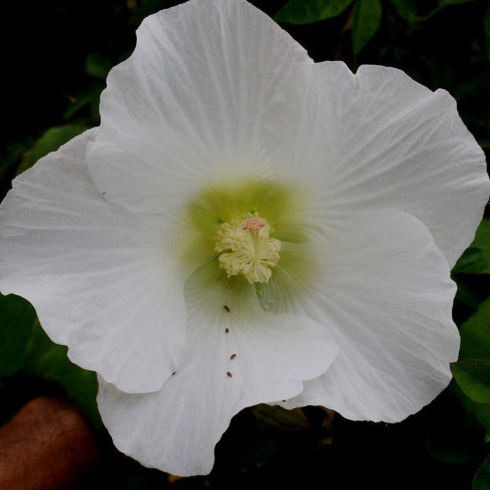 Hibiscus Mutabilis Single Cotton Confederate Rose 50 Seeds