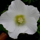 Hibiscus Mutabilis Single Cotton Confederate Rose 50 Seeds