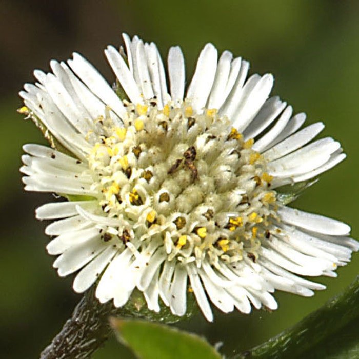 Eclipta Prostrata False Daisy Yerba De Tago Bhringraj 50 Seeds