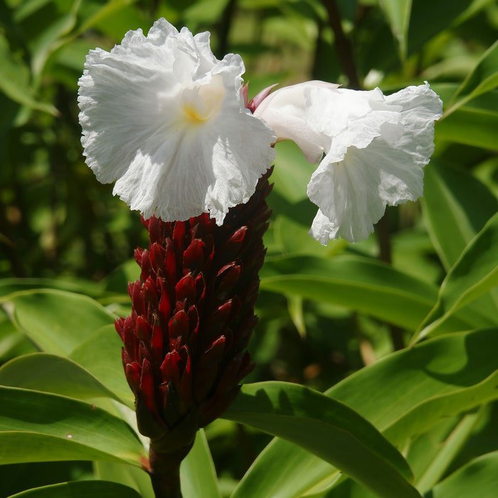 Costus Speciosus Crepe Malay Ginger Canereed 20 Seeds