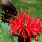 Monarda Didyma Panorama Red Shades Scarlet Beebalm 20 Seeds