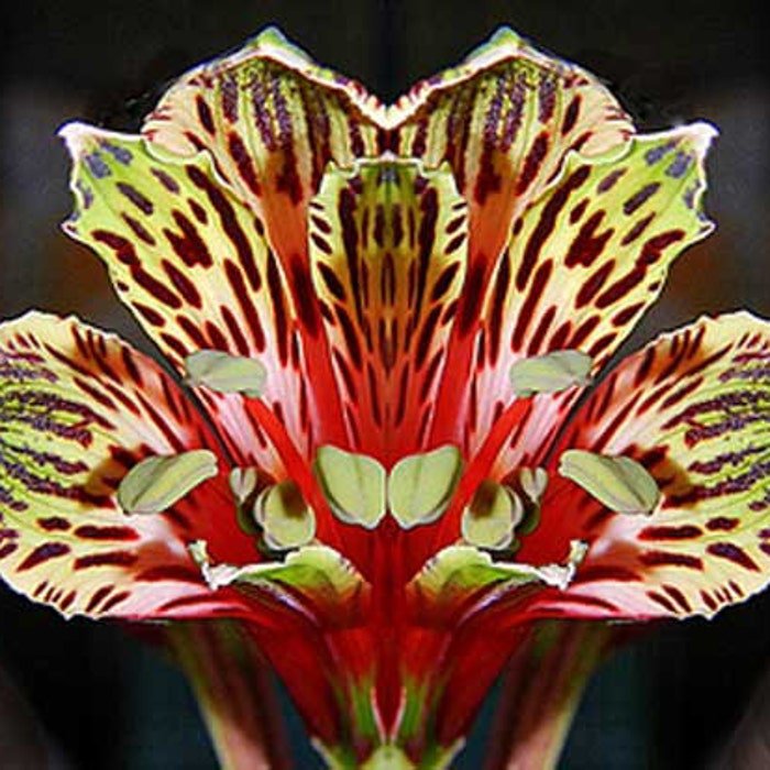 Alstroemeria Psittacina Peruvian Lily Parrot Flower 10 Seeds