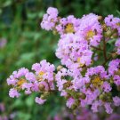 Lagerstroemia Fauriei Crape Myrtle Muskogee 50 Seeds