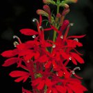 Lobelia Cardinalis Cardinal Flower 1000 Seeds