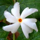 Nyctanthes Arbor-Tristis Night-Flowering Coral Jasmine Parijat 5 Seeds