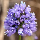 Gilia Capitata Queen Annes Blue Thimble Flower 100 Seeds